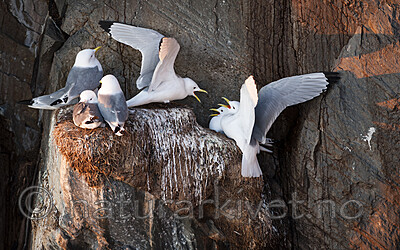 BB 12 0557 / Rissa tridactyla / Krykkje